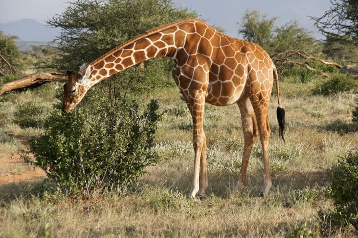 Reticulated Giraffe in Samburu national reserve