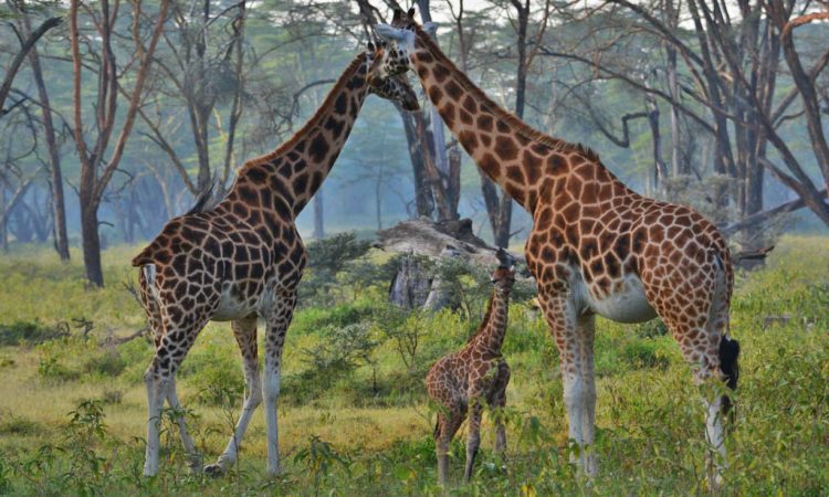 giraffe in grassland in Lake Nakuru National Park
