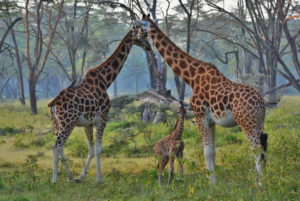 Rothschild’s giraffes standing tall in Lake Nakuru National Park.