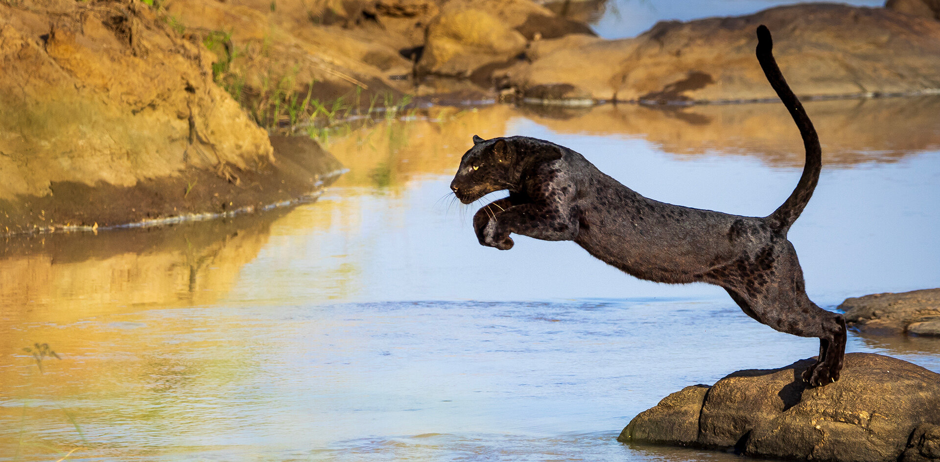 elusive blank panther