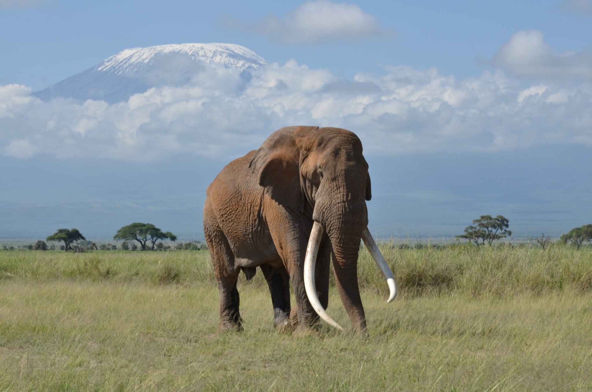 Why Samburu is Special for Elephants