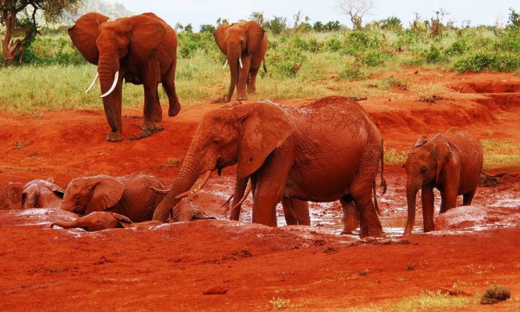unique red earth of Tsavo East