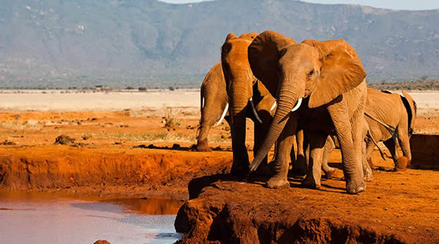 red elephants of Tsavo East