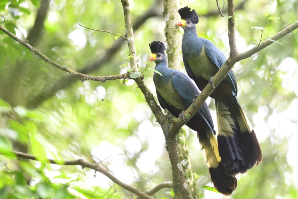 Great Blue Turaco perched on a branch in Kakamega Forest, Kenya cross wild safaris