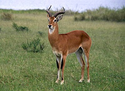 antelope
