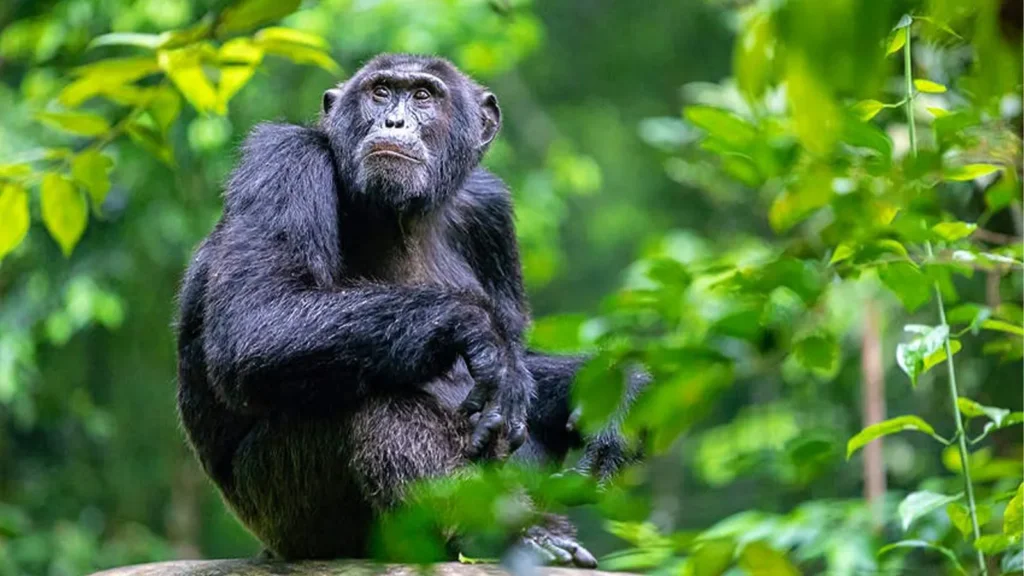 Chimpanzee in the dense forest of Bwindi National Park.