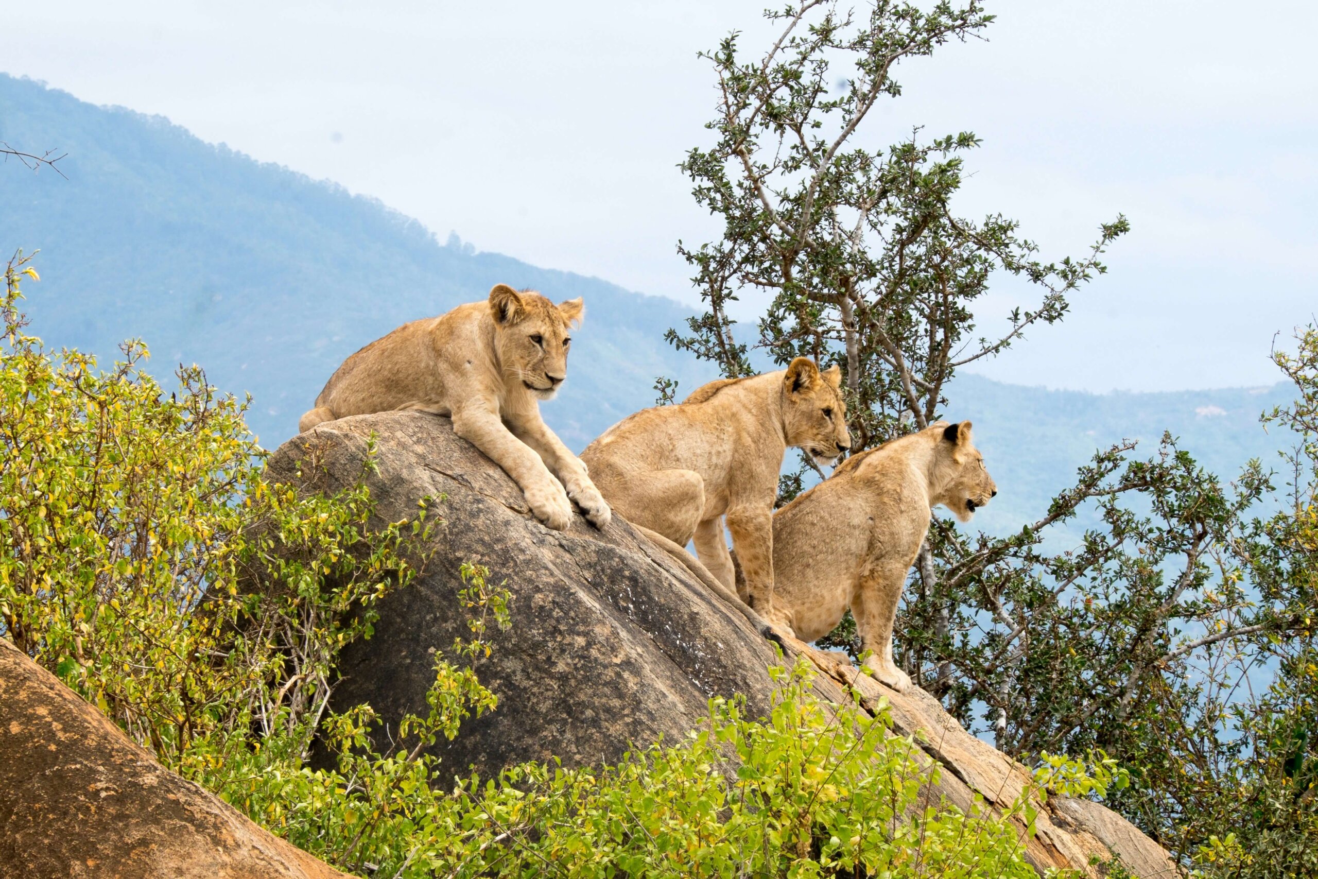 Chyulu hills