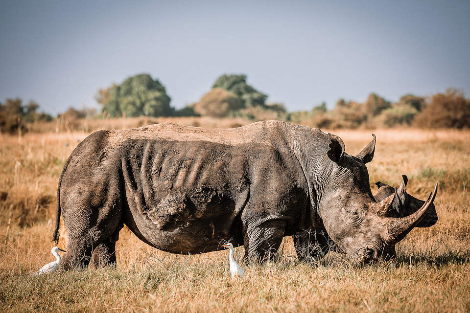 black rhino in Meru national park