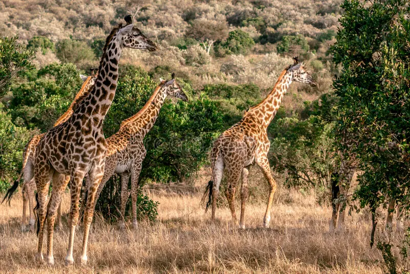 Maasai giraffe breed with jagged patches feeding on acacia leaves in Kenya.”