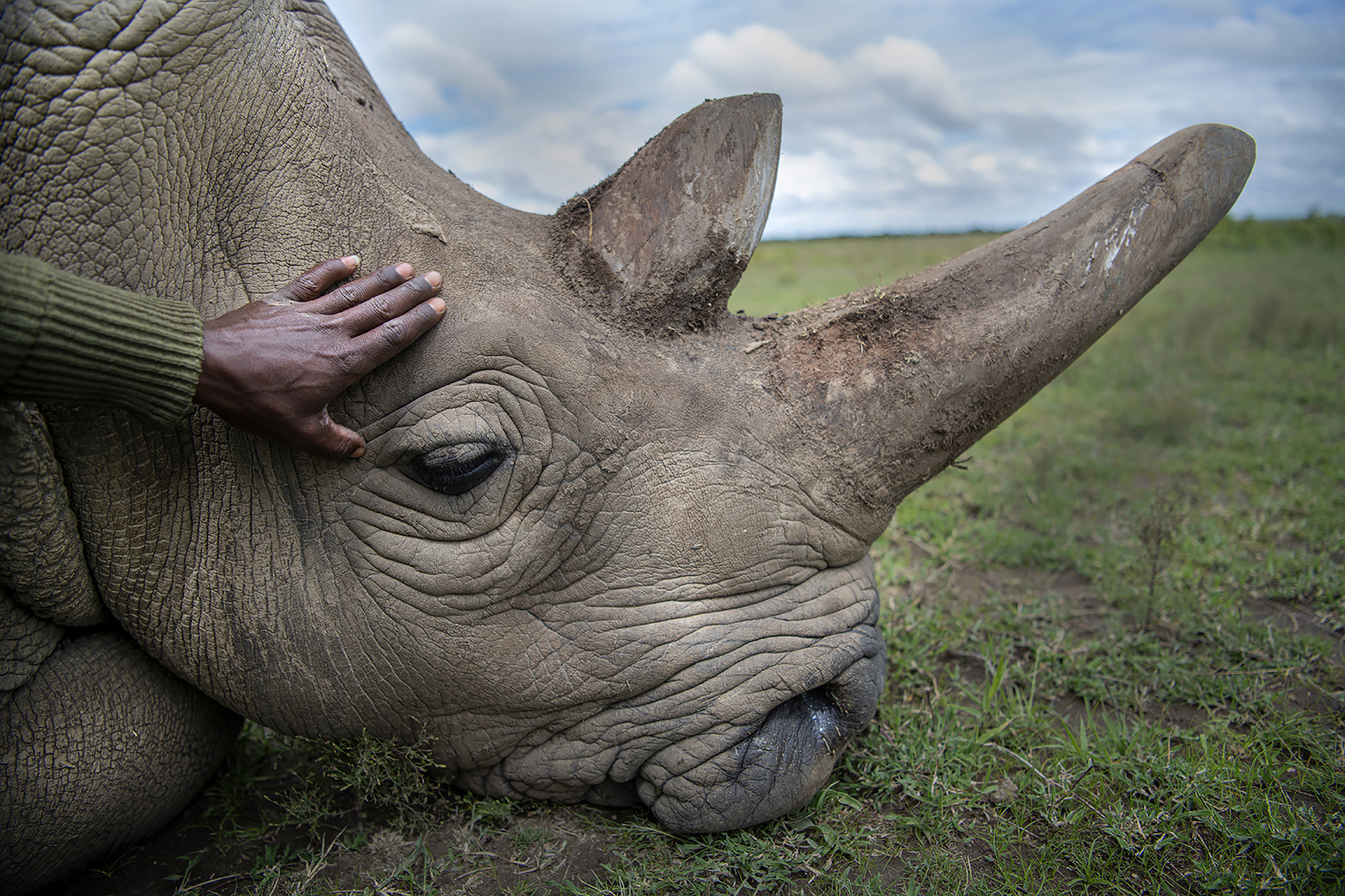 big five animals in ol pejeta in Kenya with cross wild safaris