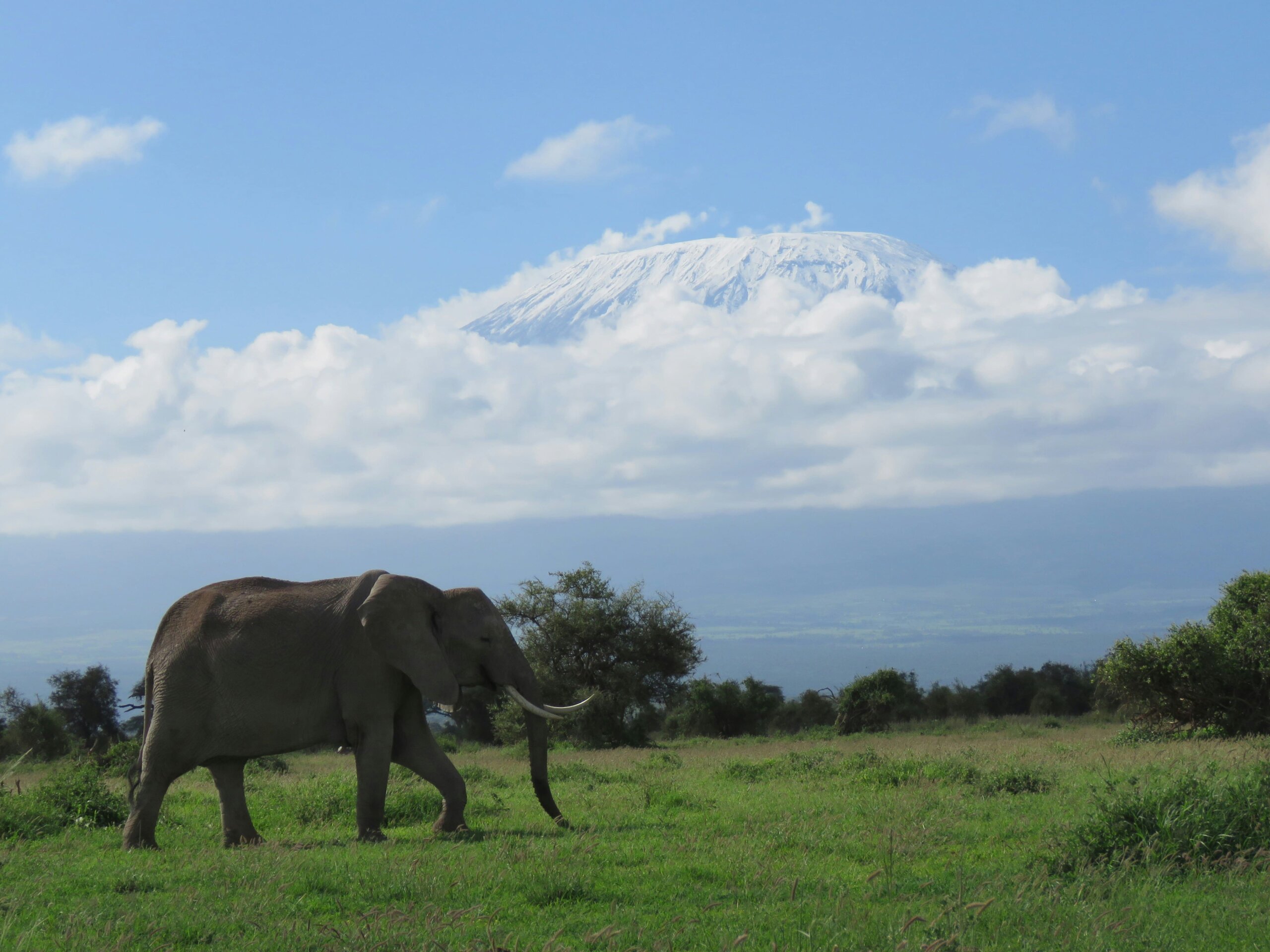 big five in Amboseli national park with cross wild safaris 