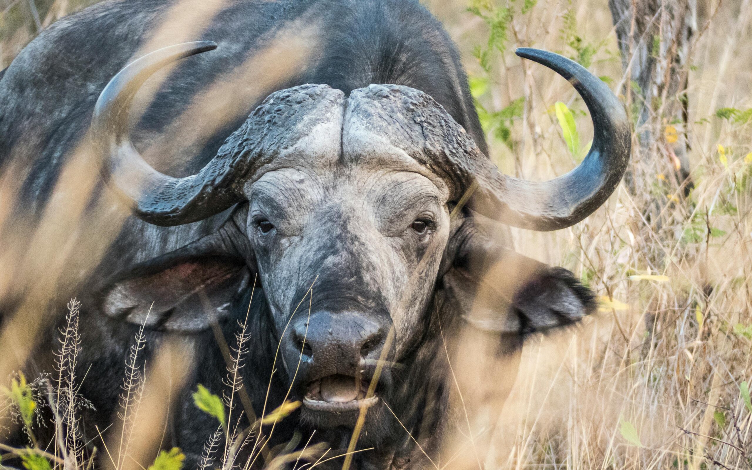buffalo one of the big five animals in Kenya with cross wild safaris