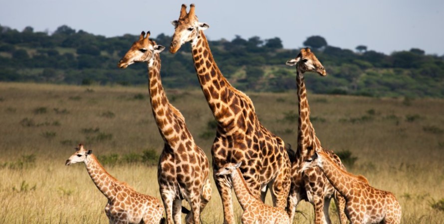 Lake Nakuru’s wildlife in the dry season