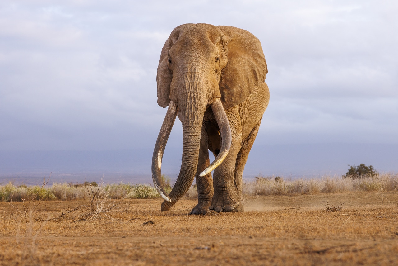 Craig one of the iconic elephants of amboseli
