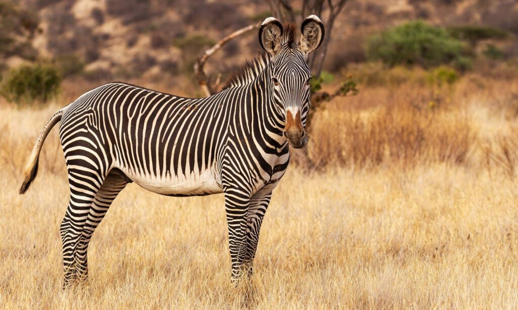 GREVYS ZEBRA, ONE OF THE ZEBRA SPECIES