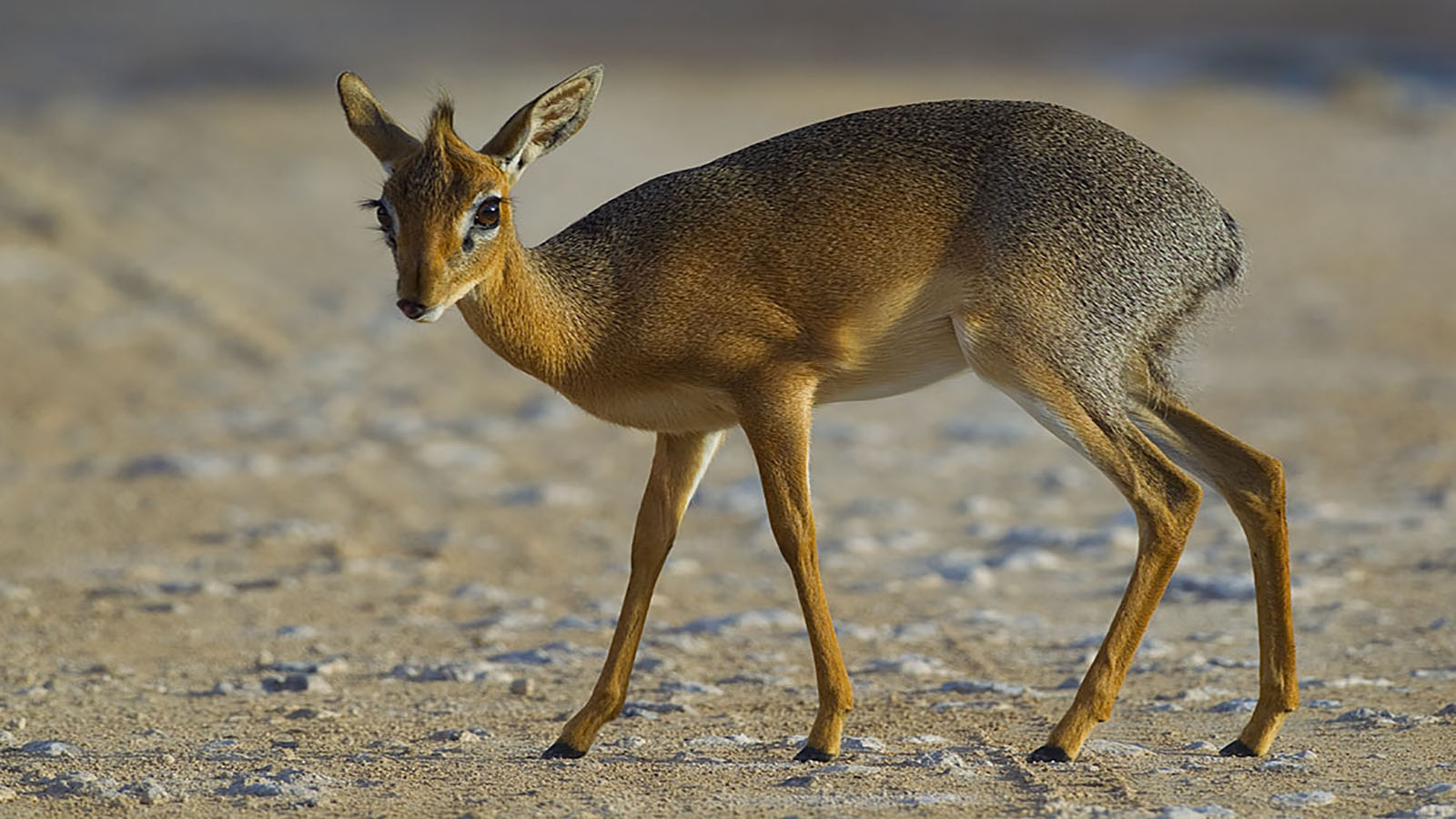 Kirks Dik Dik in Lake Naivasha