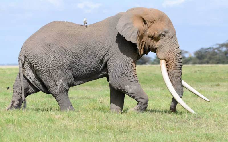 the late Big Tim, one of the iconic elephants of Amboseli