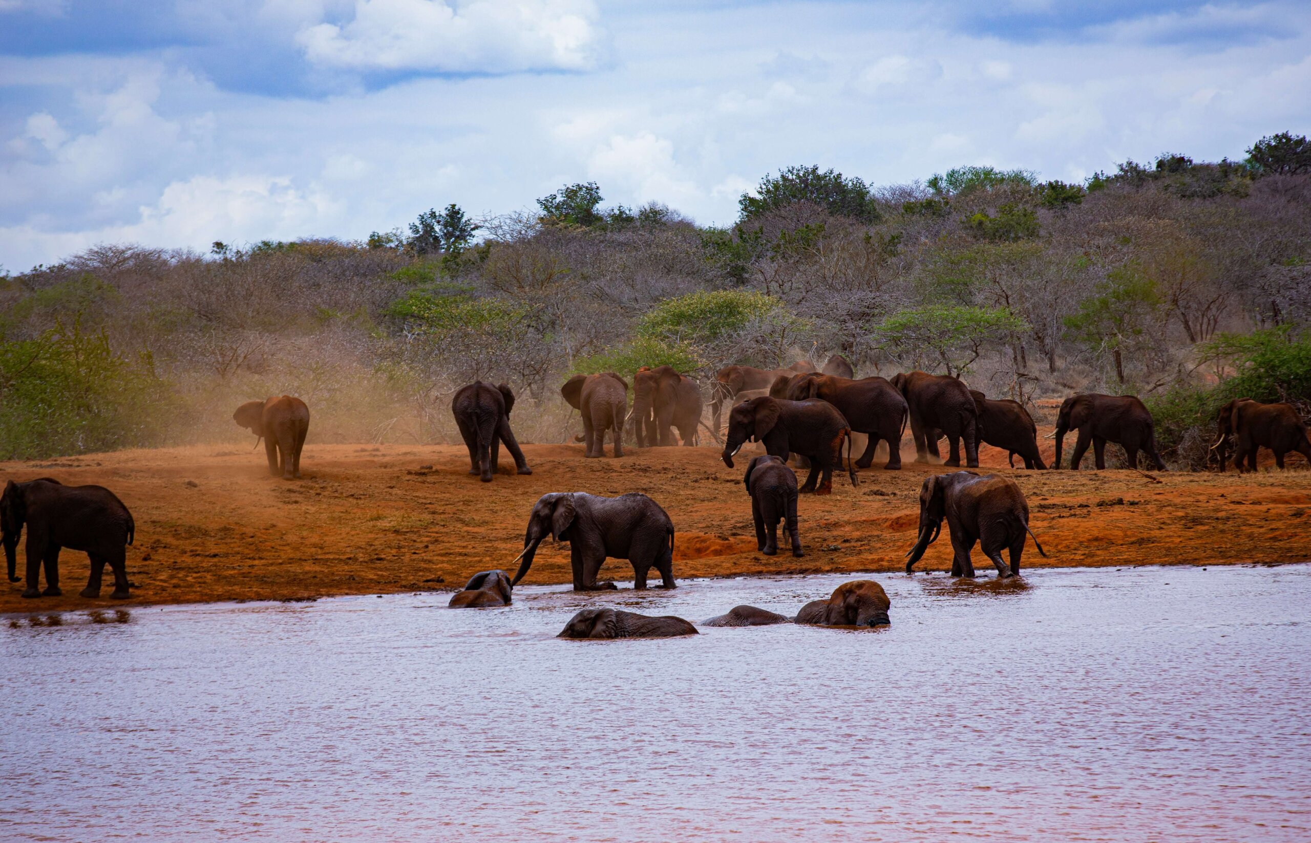 Elephants at a waterhole near Mzima springs in Tsavo