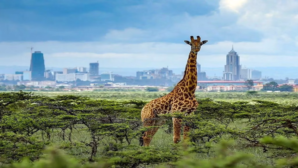 Wildlife corridor connecting Nairobi National Park to surrounding natural habitats