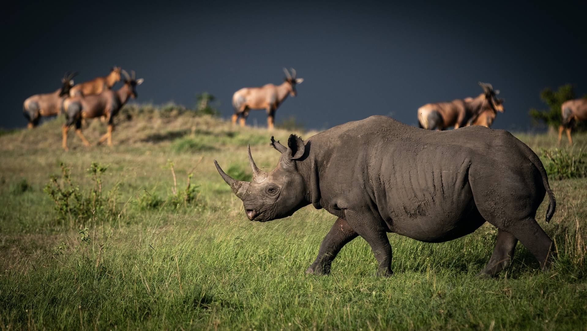 endangered species, black rhino conservation Kenya