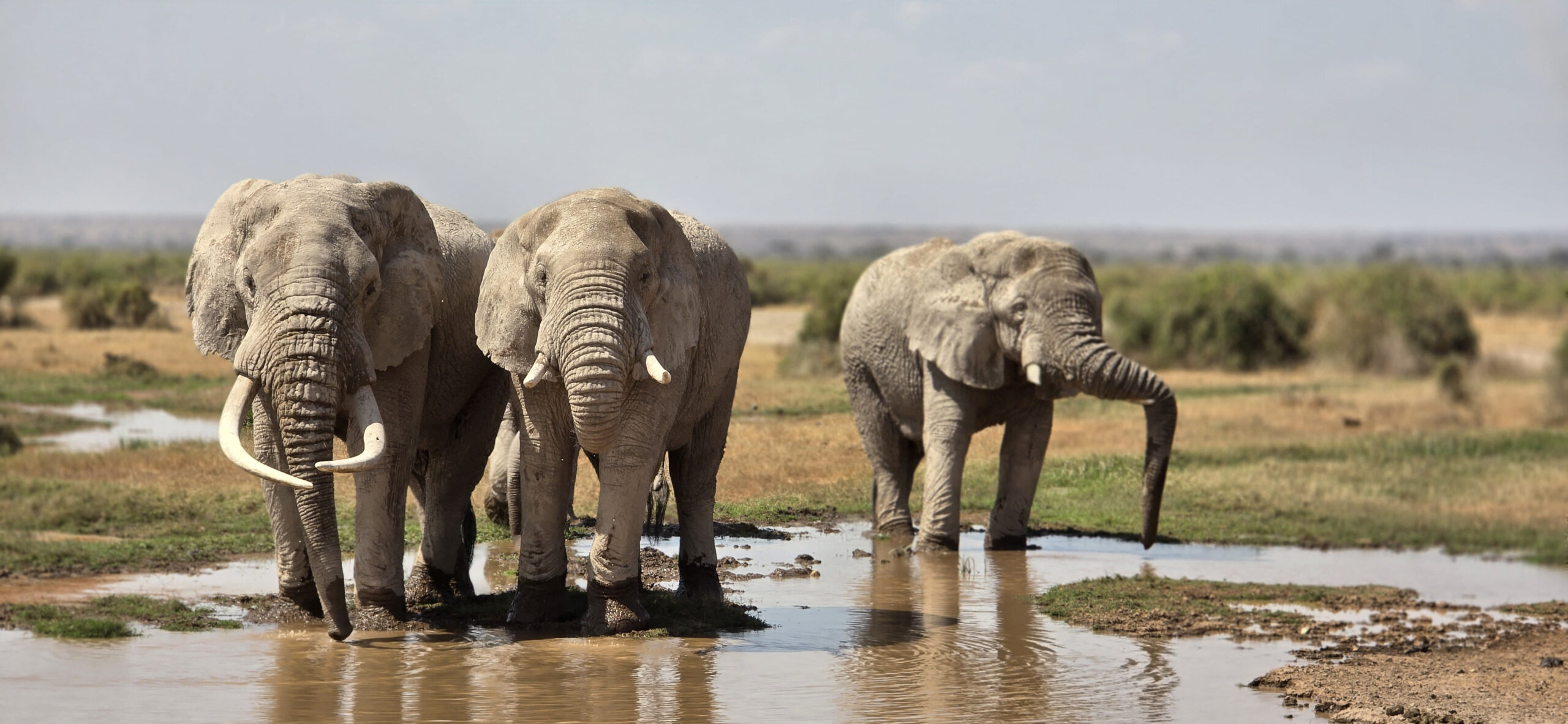 flying safaris with cross wild safaris at Amboseli national park in Kenya