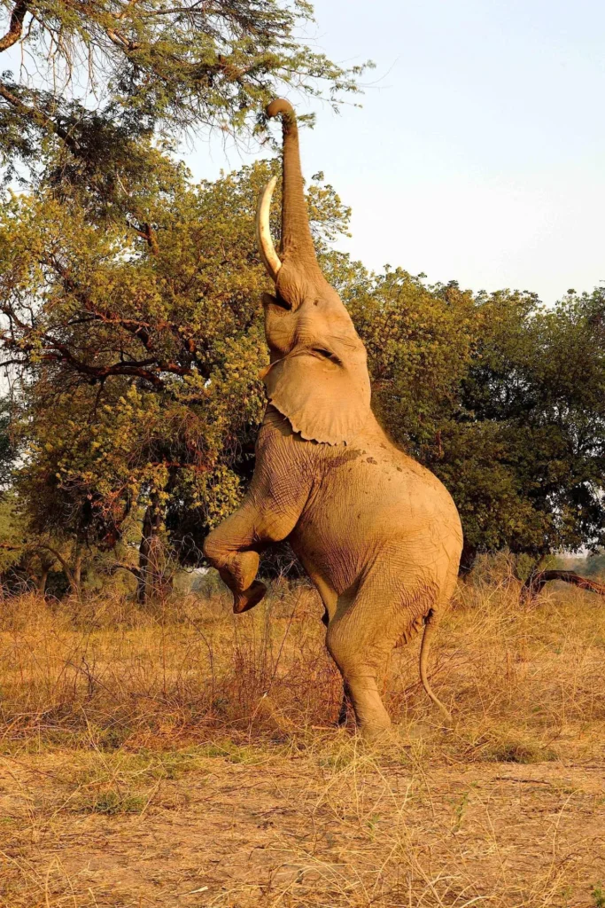 Elephant Behavior in Samburu