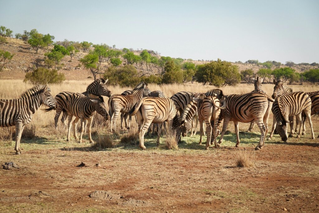 herd-of zebras-grazing-in-african-savanna. ZEBRA SPECIES