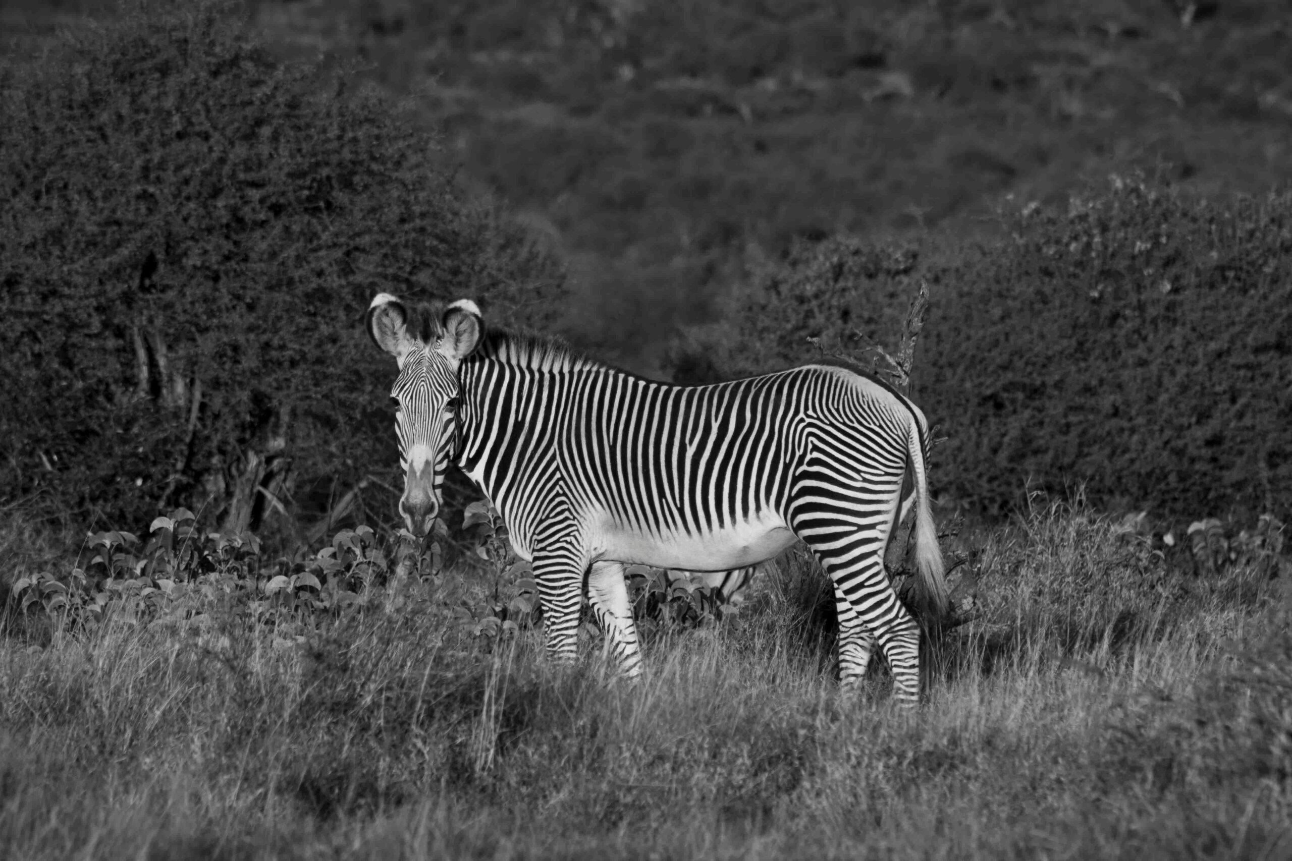 Kenya safari beyond the Masai Mara - samburu - tsavo - amboseli