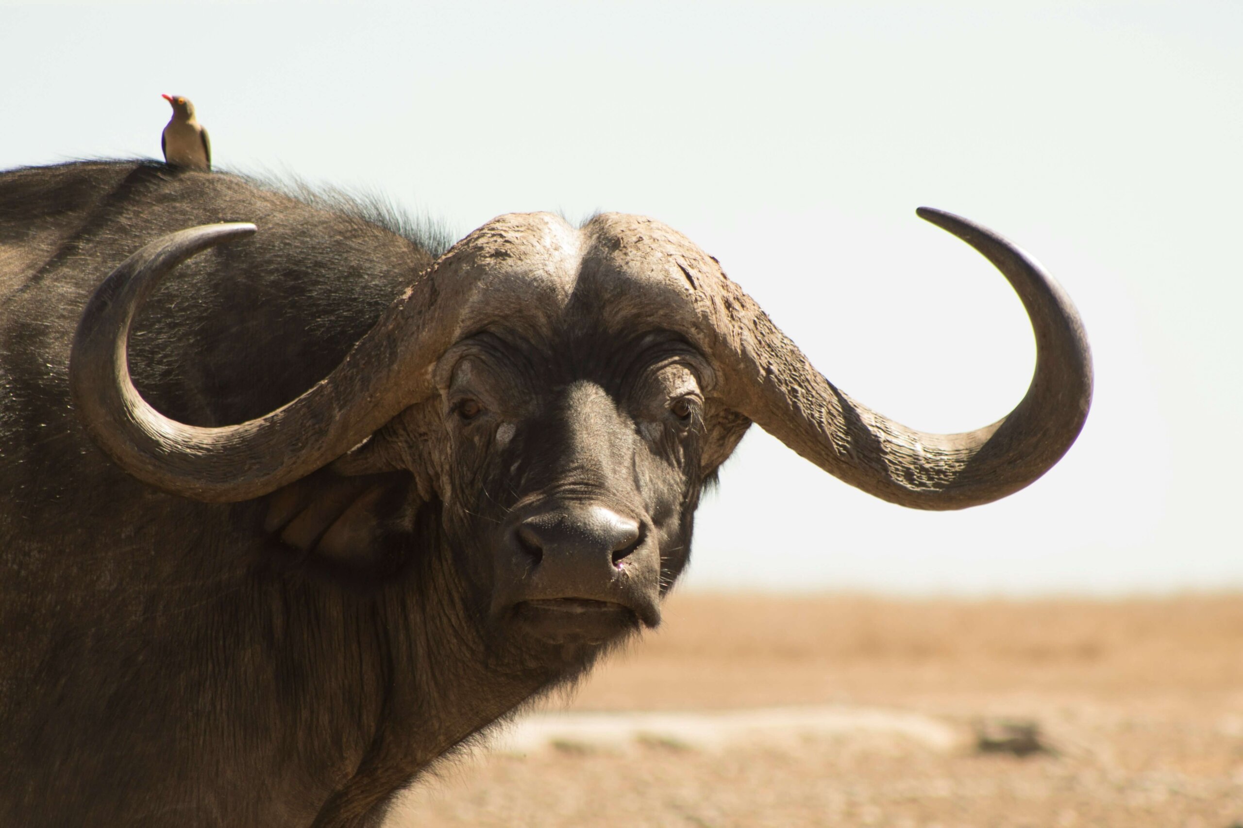 laikipia