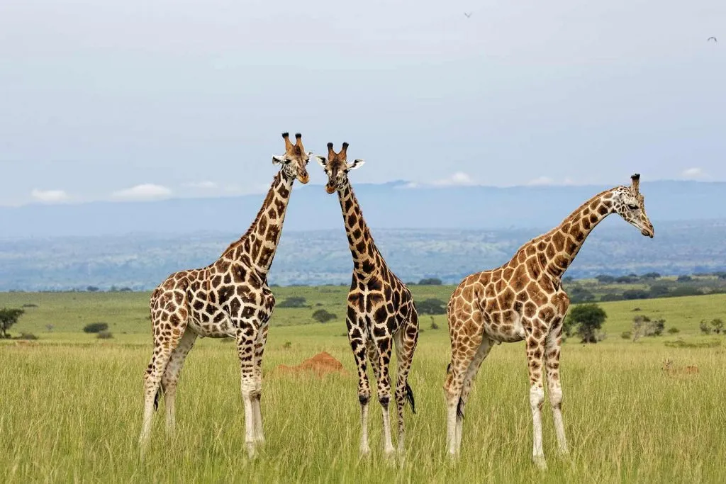 5 Fun Facts About Giraffes in kenya