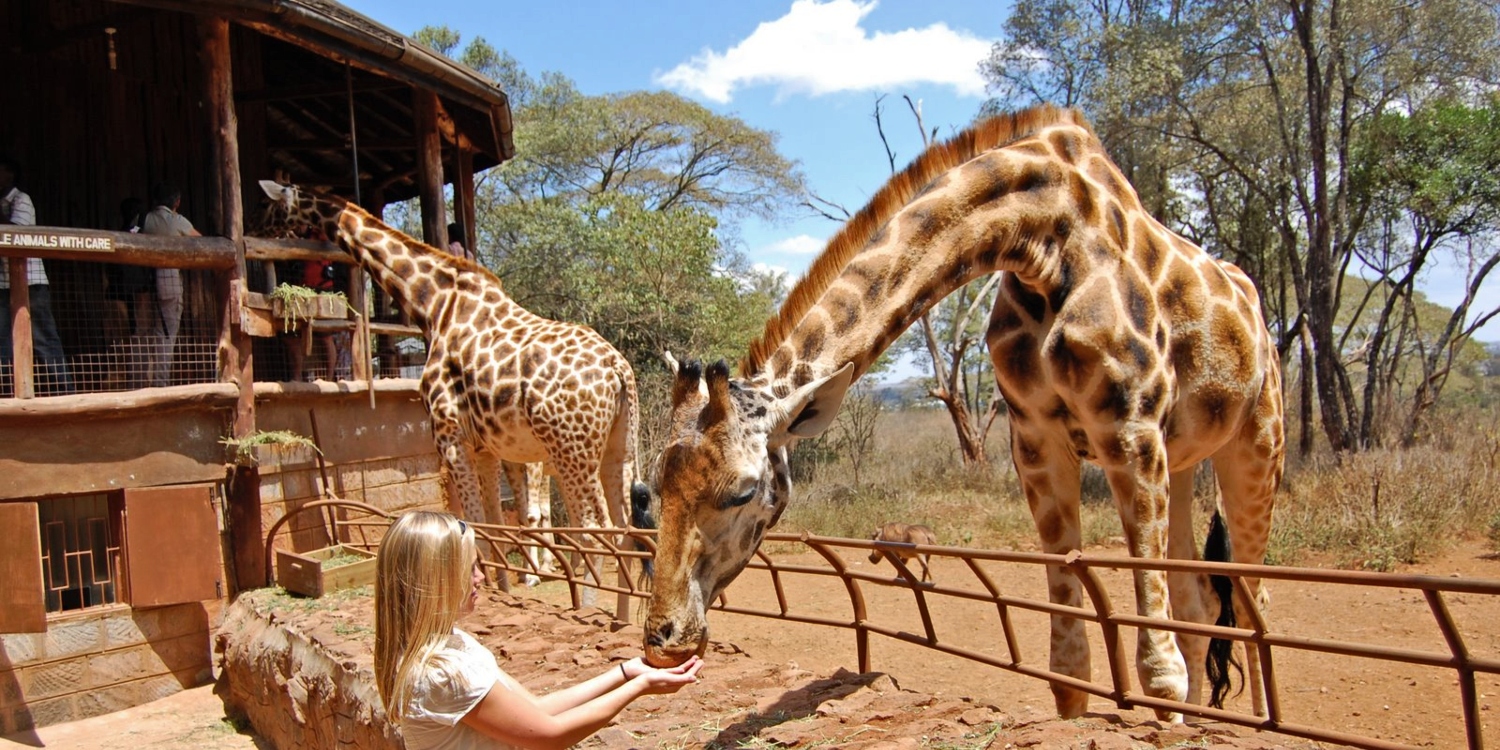 Visitor feeding a Rothschild giraffe at the Giraffe Center in Nairobi, Kenya