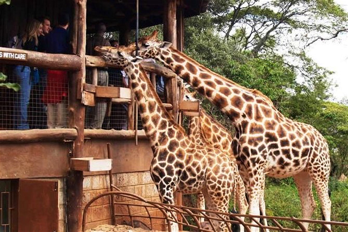 Visitor feeding a Rothschild giraffe at the Giraffe Center in Nairobi, Kenya