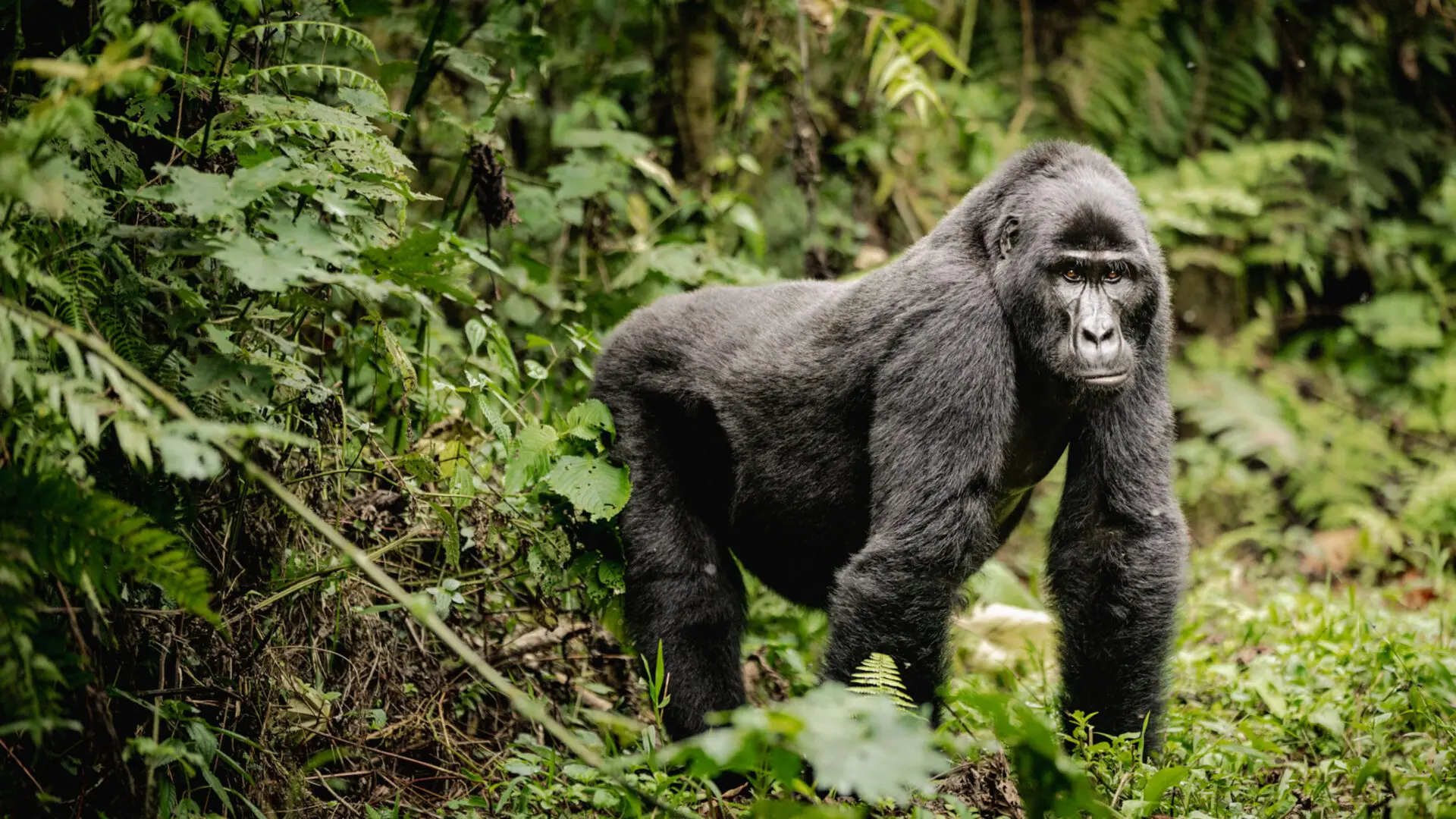 Mountain gorilla in Bwindi Impenetrable National Park, Uganda.