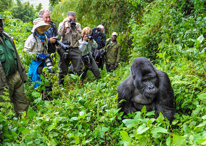 Tourists observing mountain gorillas in Bwindi Forest.