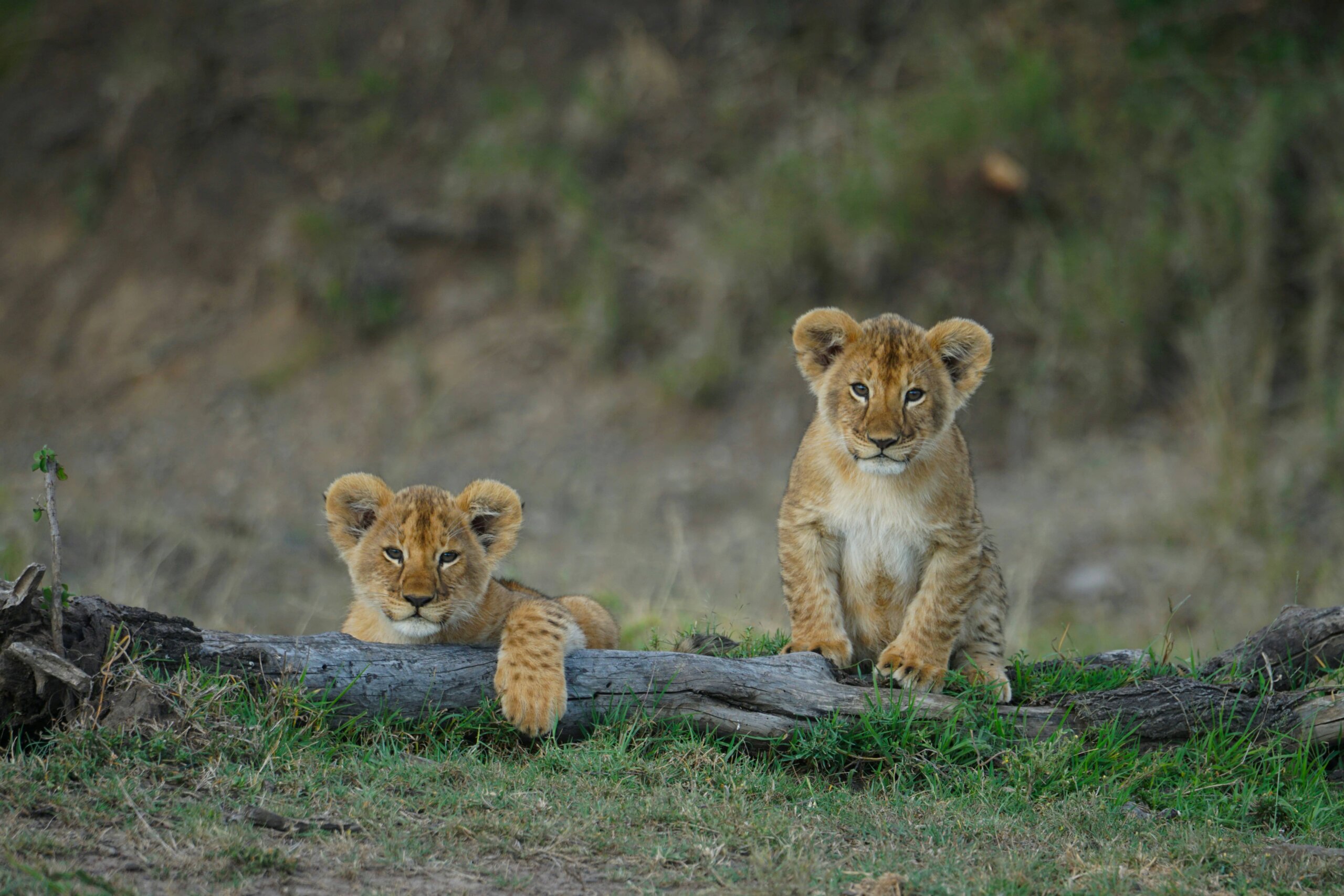 Mid-range safari with cross wild safaris at Masai Mara