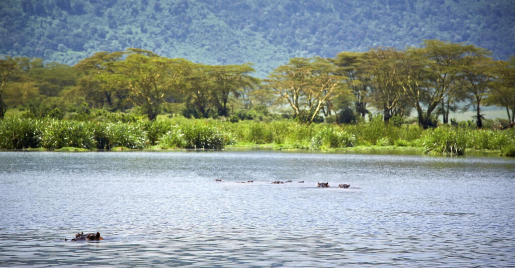 Green landscape of Lake Naivasha during short rains
