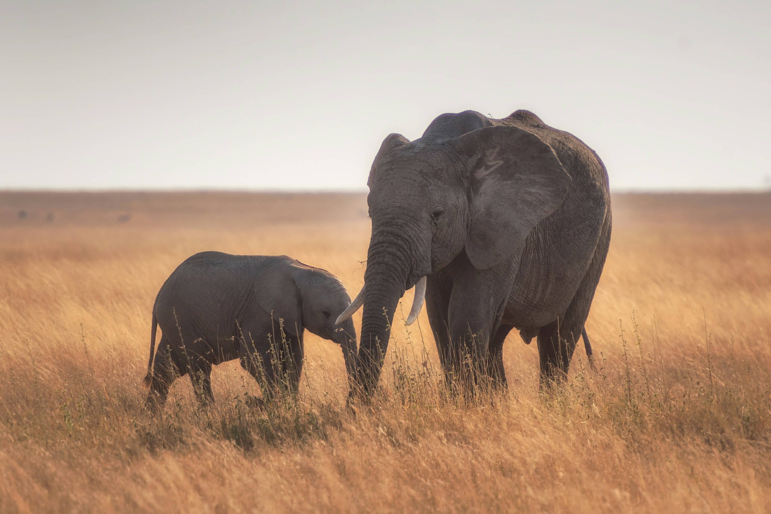 An Elephant and her calf roaming the Serengeti plains