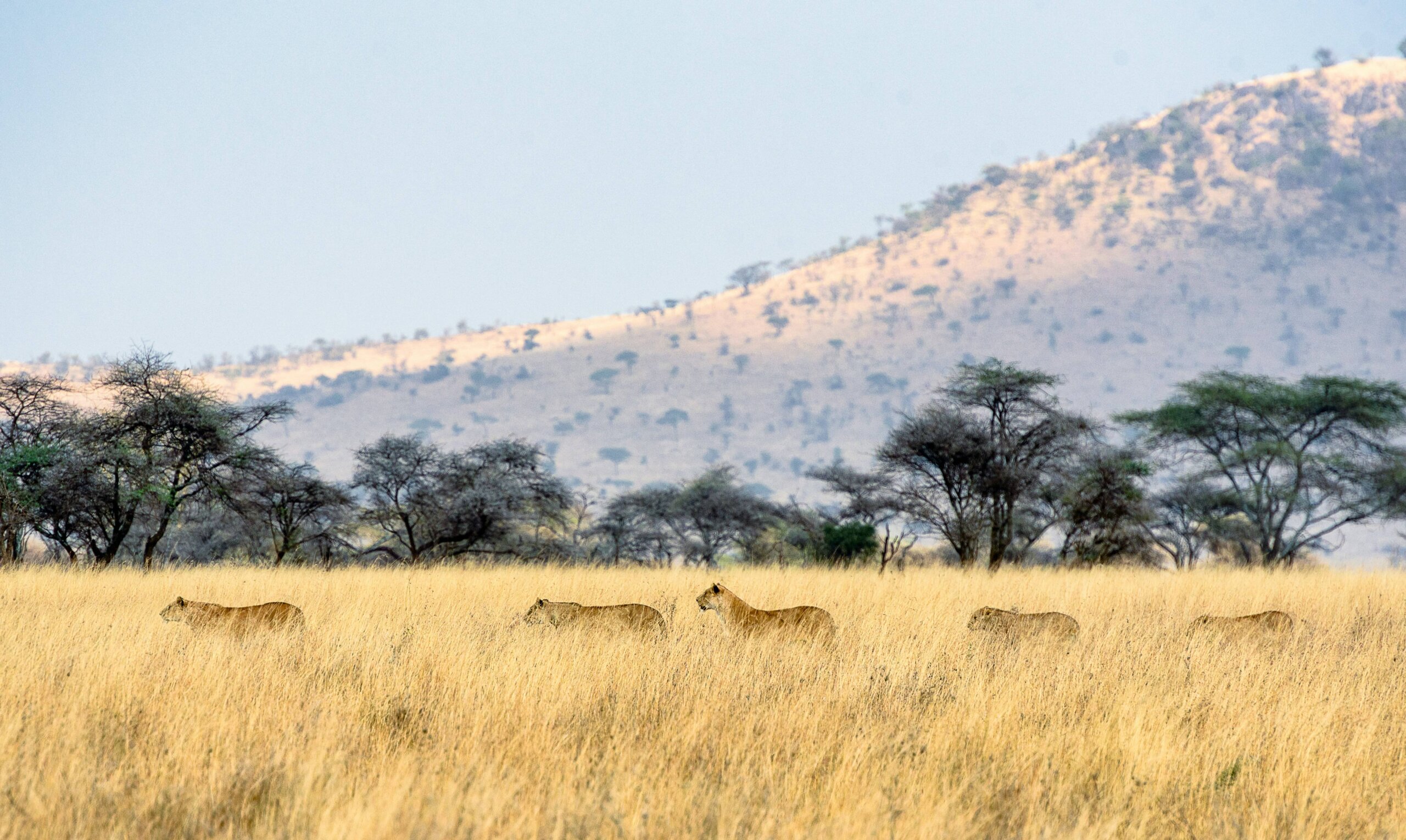 Masai Mara vs Serengeti plains on safari