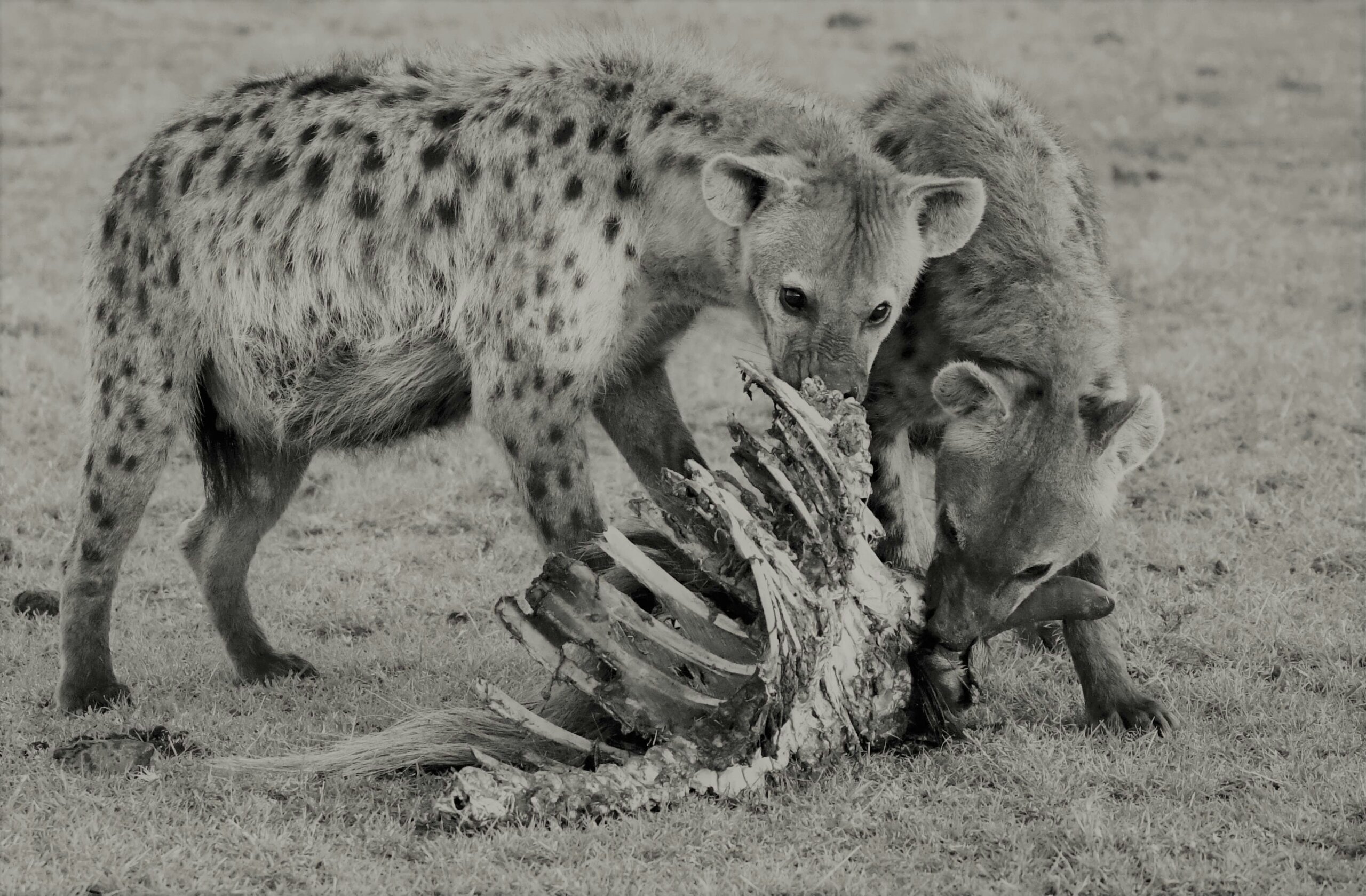 hyena spotting in Kenya with cross wild safaris