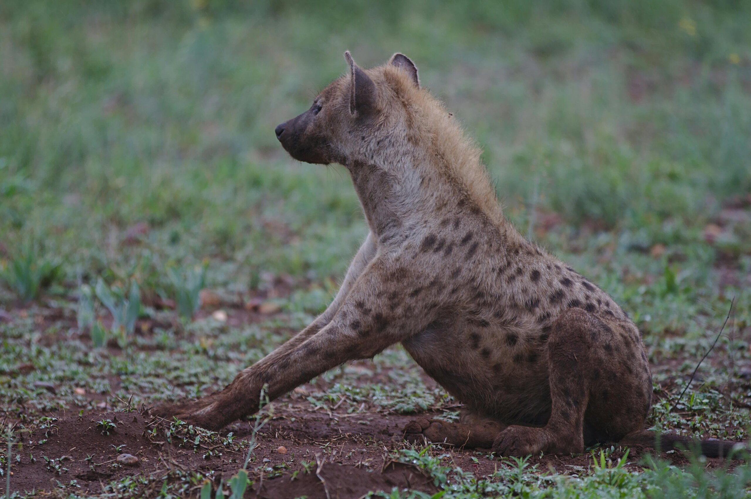hyena spotting in Kenya with cross wild safaris