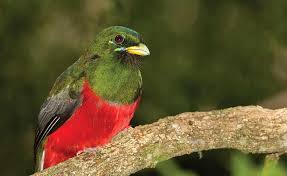 Colorful bird perched on a tree branch in Karura Forest