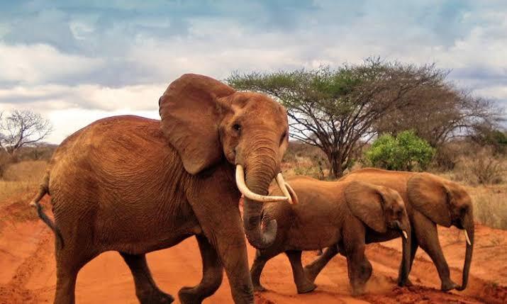 Red elephants of Tsavo east national park