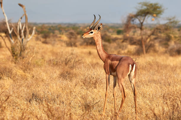 Gerenuk in Samburu national reserve