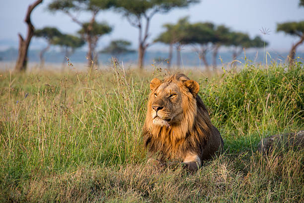 Lions resting under acacia trees in Masai Mara during the rainy season safari in Kenya