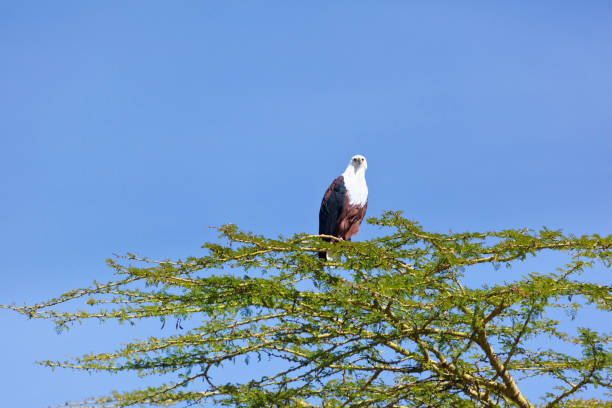 things to do in Lake naivasha