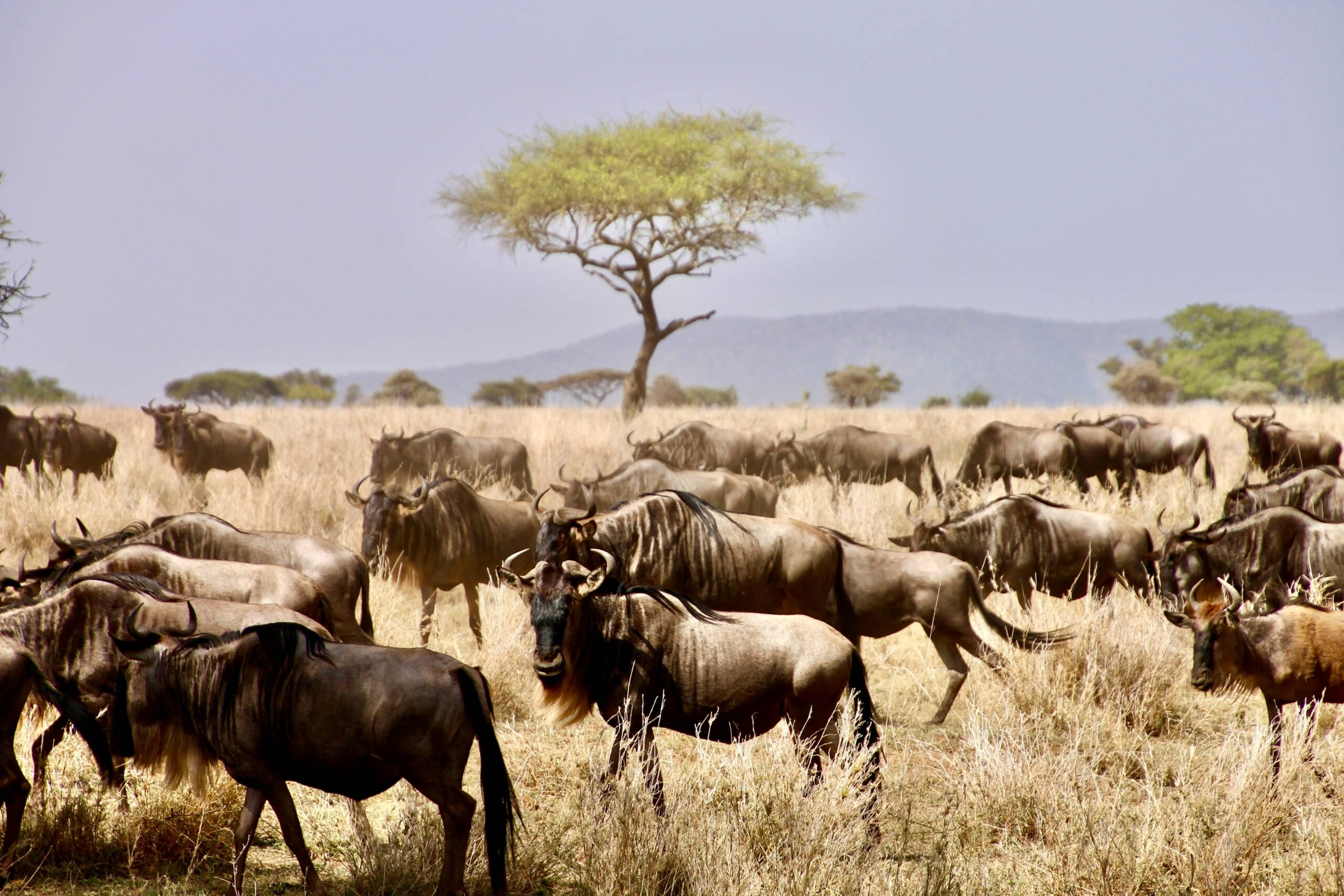 Wildebeest migration across the Serengeti plains to Masai Mara