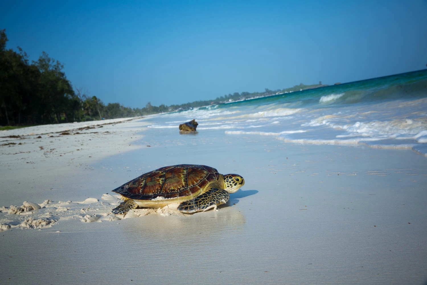 FLYING SAFARIS WITH CROSS WILD SAFARIS AT MOMBASA IN KENYA