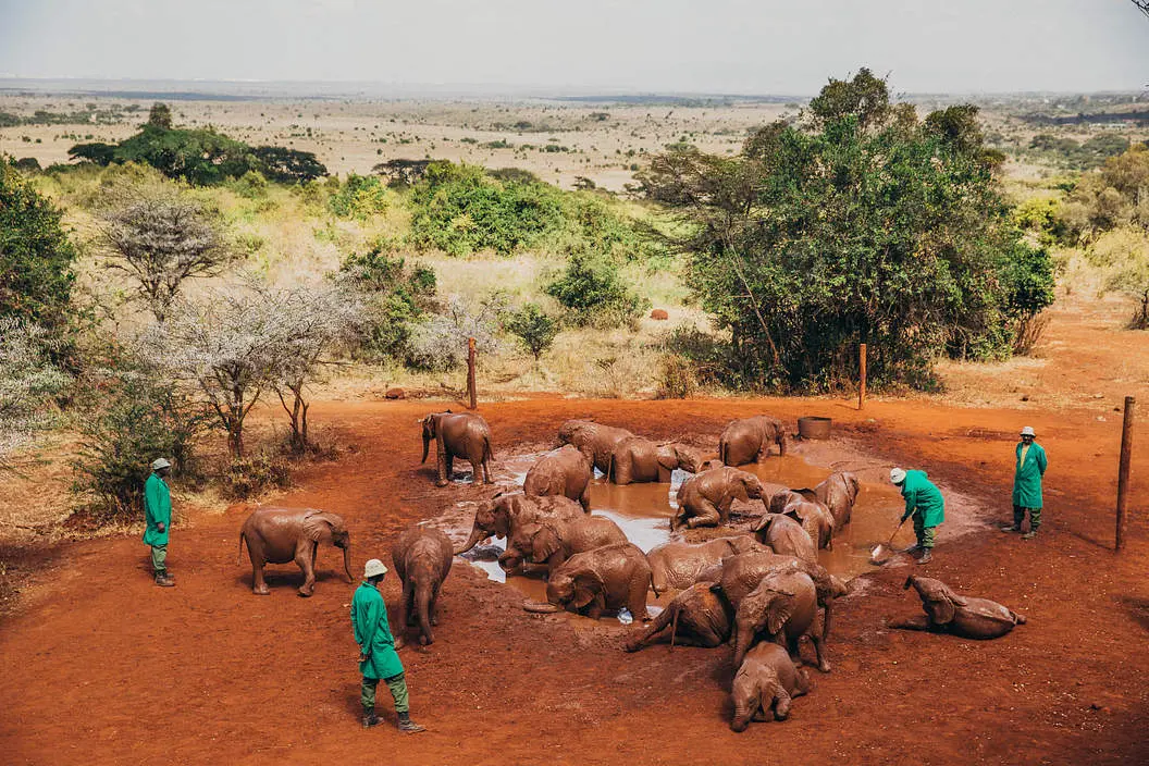 Kenya family safari with cross wild safaris at David shedrik national park 