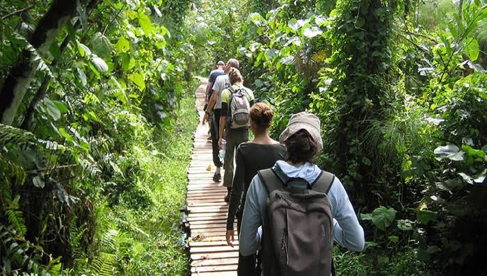 Guided forest walk in Kibale National Park, Uganda