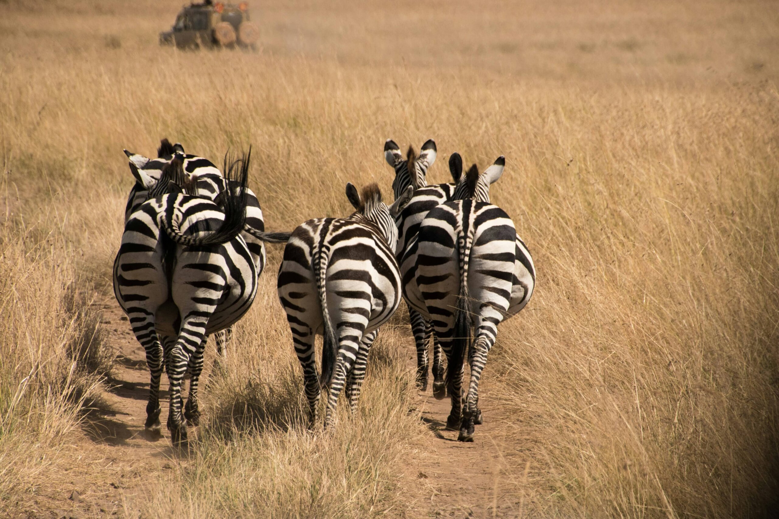 Kenya safari cost - kenya safari budget
